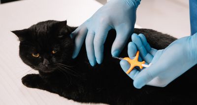 Government launches consultation on compulsory cat microchipping